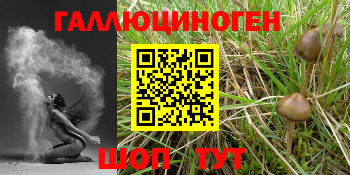 Семёнов  Галлюциногенные грибы Psilocybine cubensis  Вход с VPN 